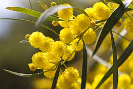 Yellow Wattle Flower Seeds for Planting – Fragrant Blossoms, Heirloom & Non-GMO Seeds for Home Garden