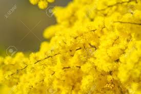 Yellow Wattle Flower Seeds for Planting – Fragrant Blossoms, Heirloom & Non-GMO Seeds for Home Garden