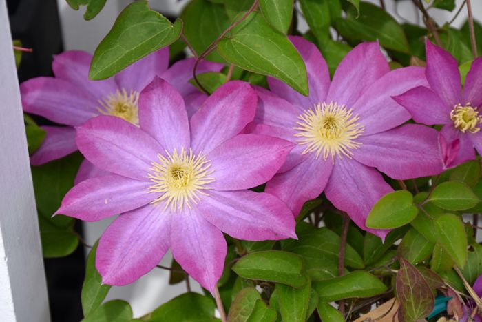 Pink Clematis Flower Seeds for Planting – Heirloom, Non-GMO, Cut Flower Favorite Organic Garden Seeds