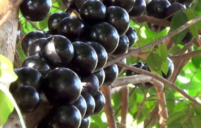 Black Jaboticaba Grape Fruit Seeds for Planting – Heirloom Non-GMO Exotic High Germination Organic Garden Seeds