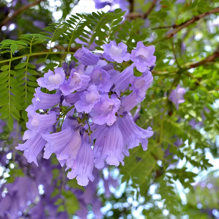 Jacaranda Mimosifolia Flower Seeds for Planting – Beautiful Bloom Tree, Easy Grow Ornamental Plant for Garden & Patio