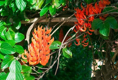 Light Orange Strongylodon Macrobotrys Seeds – Heirloom Non-GMO High Germination Seeds for Planting