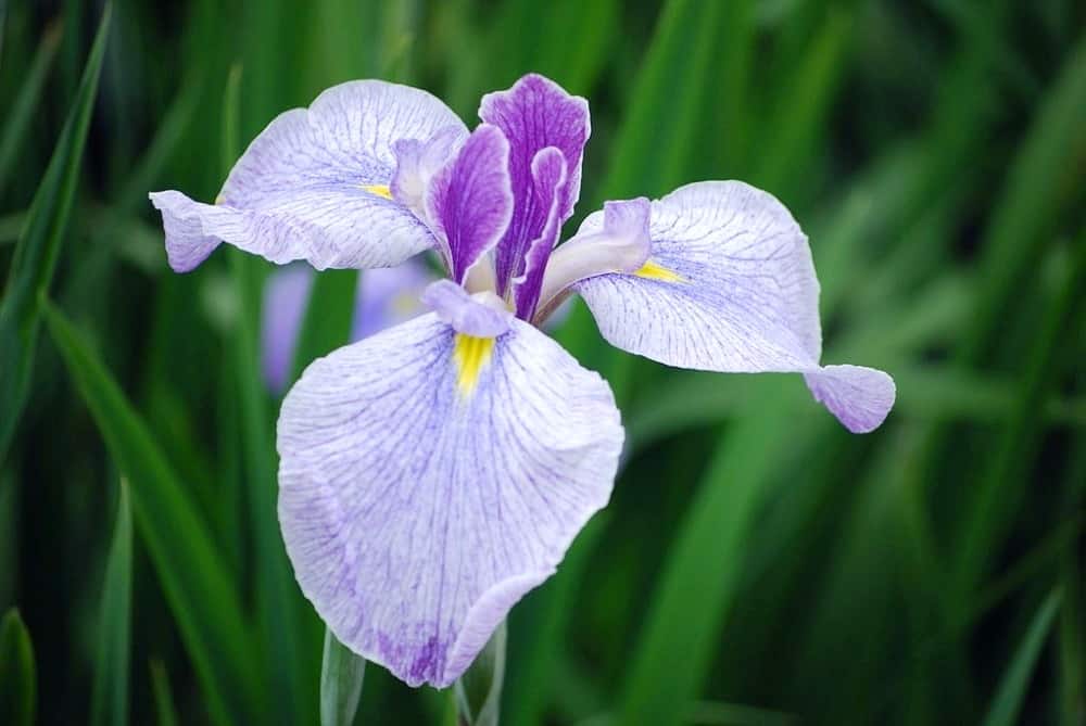 Japanese Iris Flower Seeds for Planting – Vibrant Colors, Heirloom, Non-GMO, High Germination