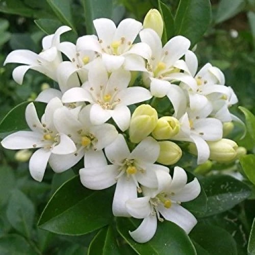 Jasmine Flower Seeds for Planting – Heirloom, Non-GMO, High Germination Garden Seeds