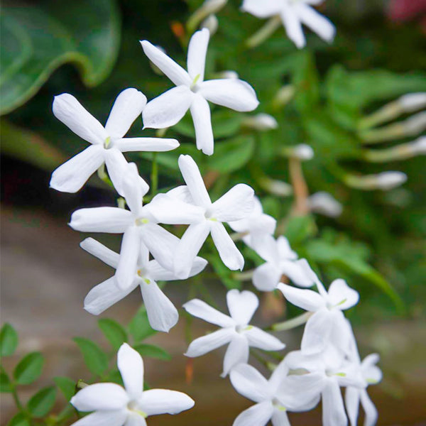 Jasmine Flower Seeds for Planting – Heirloom, Non-GMO, High Germination Garden Seeds