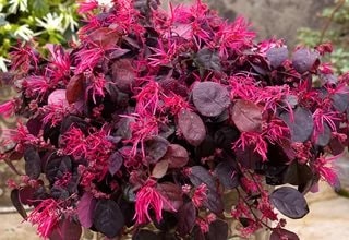 Red Loropetalum Flower seeds for Planting - Vibrant Colors, Heirloom, Non-GMO Seeds for Home Garden