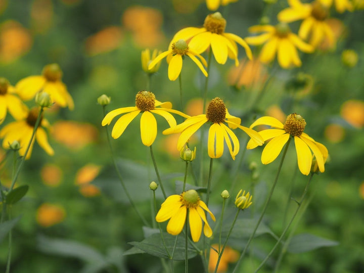 Cutleaf ConeFlower Seeds for Planting – Heirloom, Non-GMO, High Germination Organic Garden Seeds