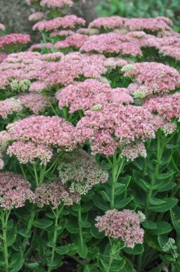 Pink Sedum Flower Seeds for Planting – Heirloom Non-GMO, High Germination Organic Garden Seeds