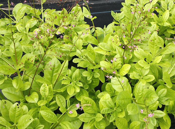 Green Limon Talinum Herb Seeds – Heirloom, Non-GMO Top Choice Seeds for Garden Planting