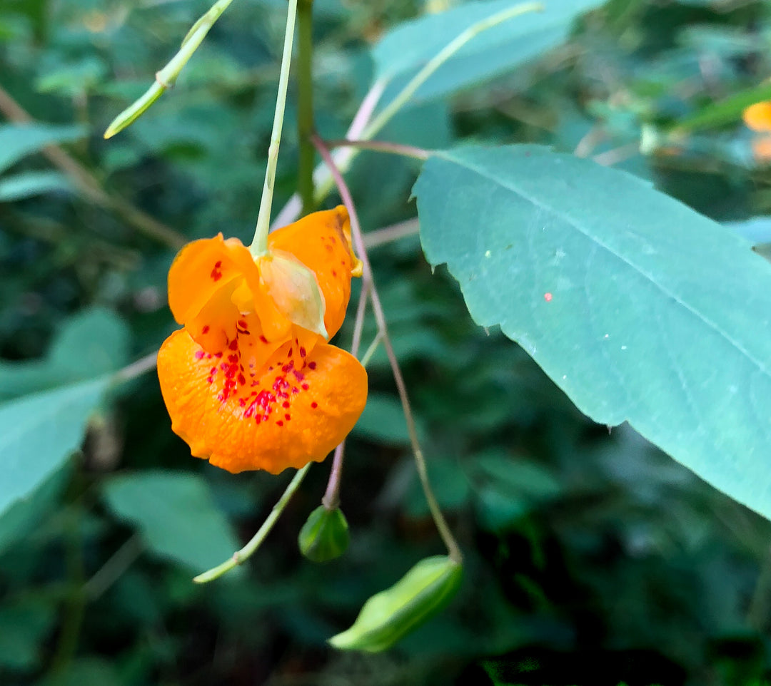 Jewelweed Flower Seeds for Planting – Wildflower Mix, Heirloom, Non-GMO, High Germination Organic Garden Seeds