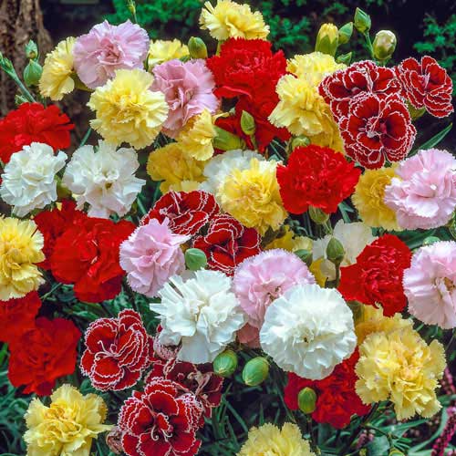Dianthus Carnation Flower Seeds for Planting – Heirloom Non-GMO, High Germination Organic Garden Seeds