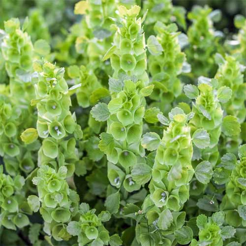Moluccella laevis Bells of Ireland Flower Seeds for Planting – Heirloom, Non-GMO, Organic Garden Seeds