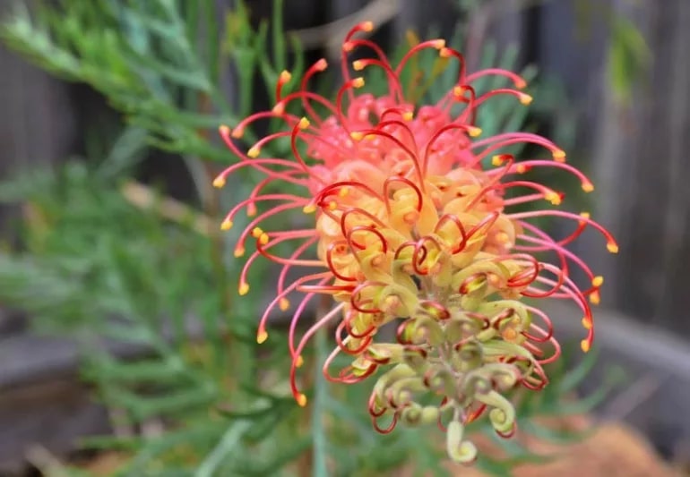 Grevillea Flower Seeds for Planting – Heirloom Non-GMO High Germination Garden Seeds