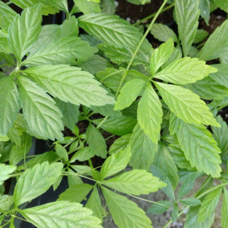 Gynostemma Green Seeds for Planting – Premium Quality, Heirloom, Non-GMO, High Germination