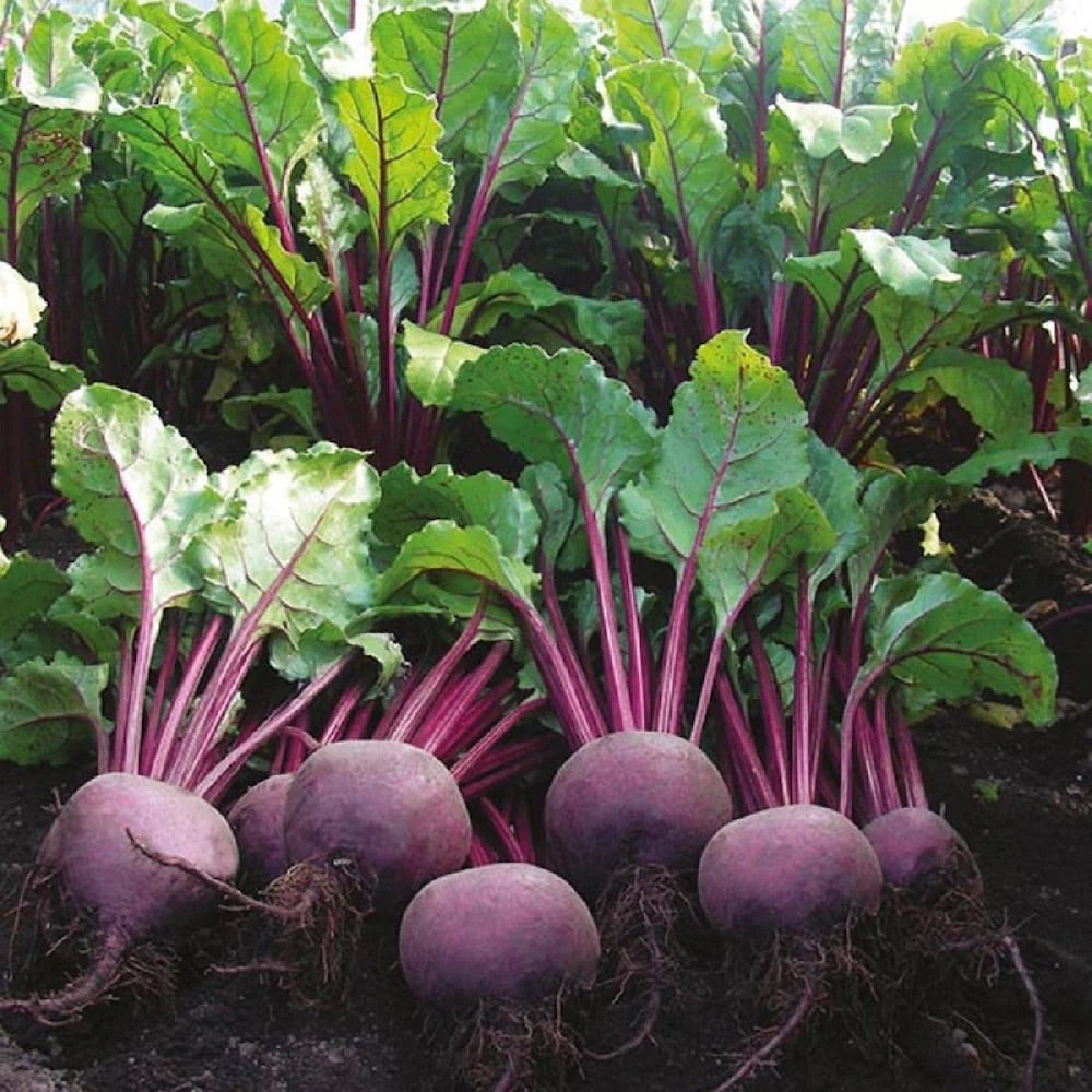 Violet Beetroot Vegetable Seeds for Planting – Heirloom & Non-GMO Seeds for Nutritious Root Harvests