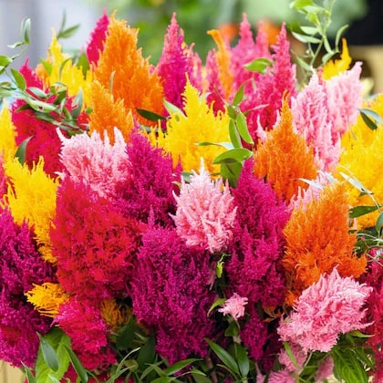Celosia Flower Seeds for Planting – Heirloom, Non-GMO, High Germination Garden Seeds