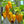 Vegetable Seeds,Garden seeds, Seeds For Planting,Plant Seeds