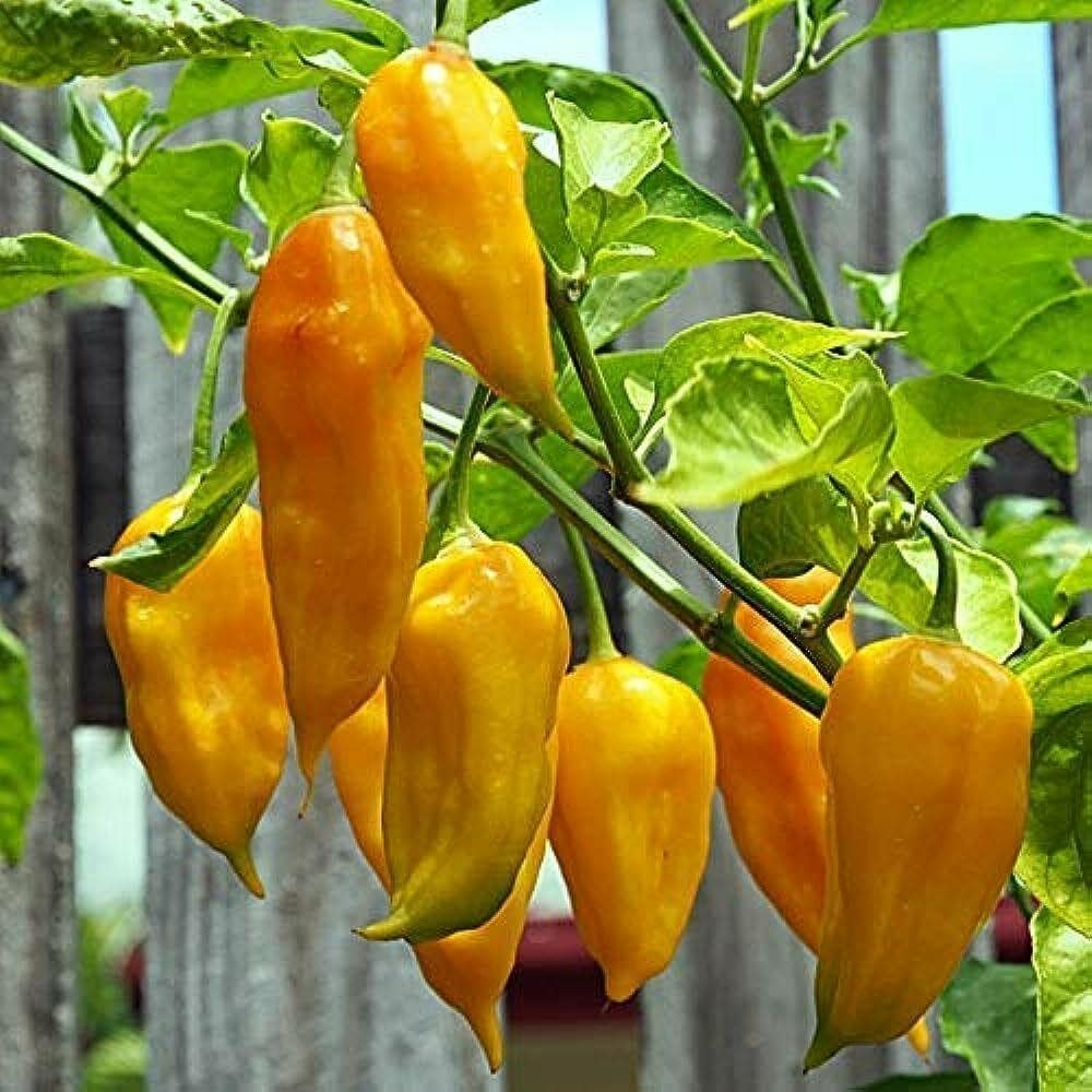 Vegetable Seeds,Garden seeds, Seeds For Planting,Plant Seeds