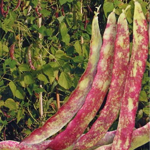Hyacinth Bean Seeds for Planting – Heirloom, Non-GMO, High Germination Organic Garden Seeds for Decorative & Edible Gardening