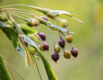 Job's Tears Grain Flower Seeds for Planting - Heirloom, Non-GMO, High Germination Organic Garden Seeds