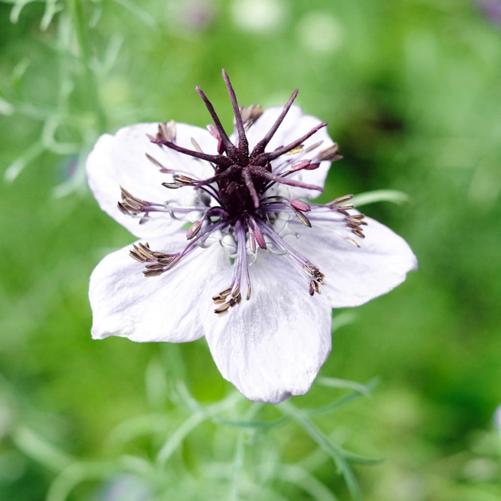 White Nigella African Flower Seeds for Planting – Heirloom Non-GMO, High Germination Organic Garden Seeds