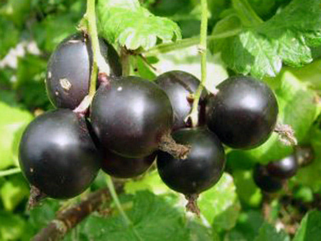 Jostaberry fruit seeds for planting – Heirloom & Non-GMO Garden seeds