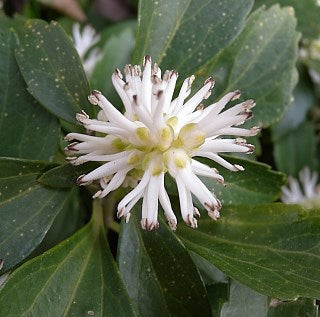 Pachysandra Flower Seeds for Planting | Heirloom Non-GMO High Germination Organic Garden Seeds