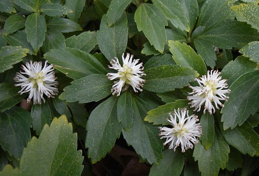 Pachysandra Flower Seeds for Planting | Heirloom Non-GMO High Germination Organic Garden Seeds