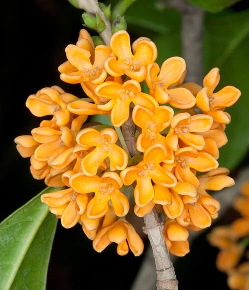 Osmanthus Orange Flower Seeds for Planting | Heirloom Non-GMO High Germination Organic Garden Seeds