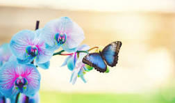 Blue Pink Butterfly Orchid Flower Seeds for Planting – Easy to Grow, Heirloom & Non-GMO Organic Garden Seeds