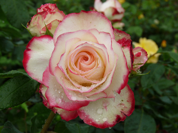 White Multi-Color Rose Flower Seeds for Planting – Heirloom, Non-GMO, High Germination Organic Garden Seeds