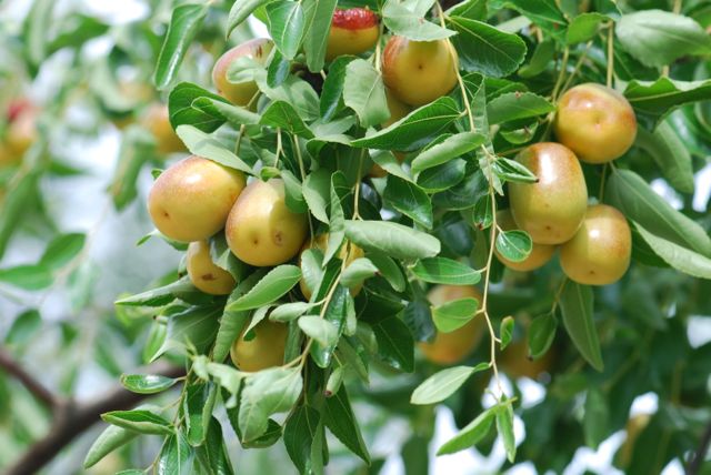 Shanlix Jujube Fruit seeds – Heirloom, Non-GMO Seeds for Planting Sweet Dried Homegrown Fruits