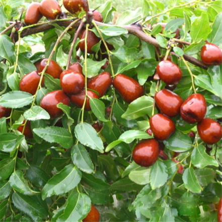 Heirloom Honey Jar Jujube Fruit Seeds – Non-GMO, Crisp Fruit Seeds for Backyard Growing