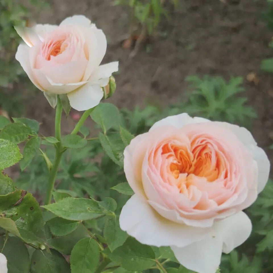 Cream Dragon Rose Flower Seeds for Planting – Heirloom Non-GMO, High Germination Organic Garden Seeds