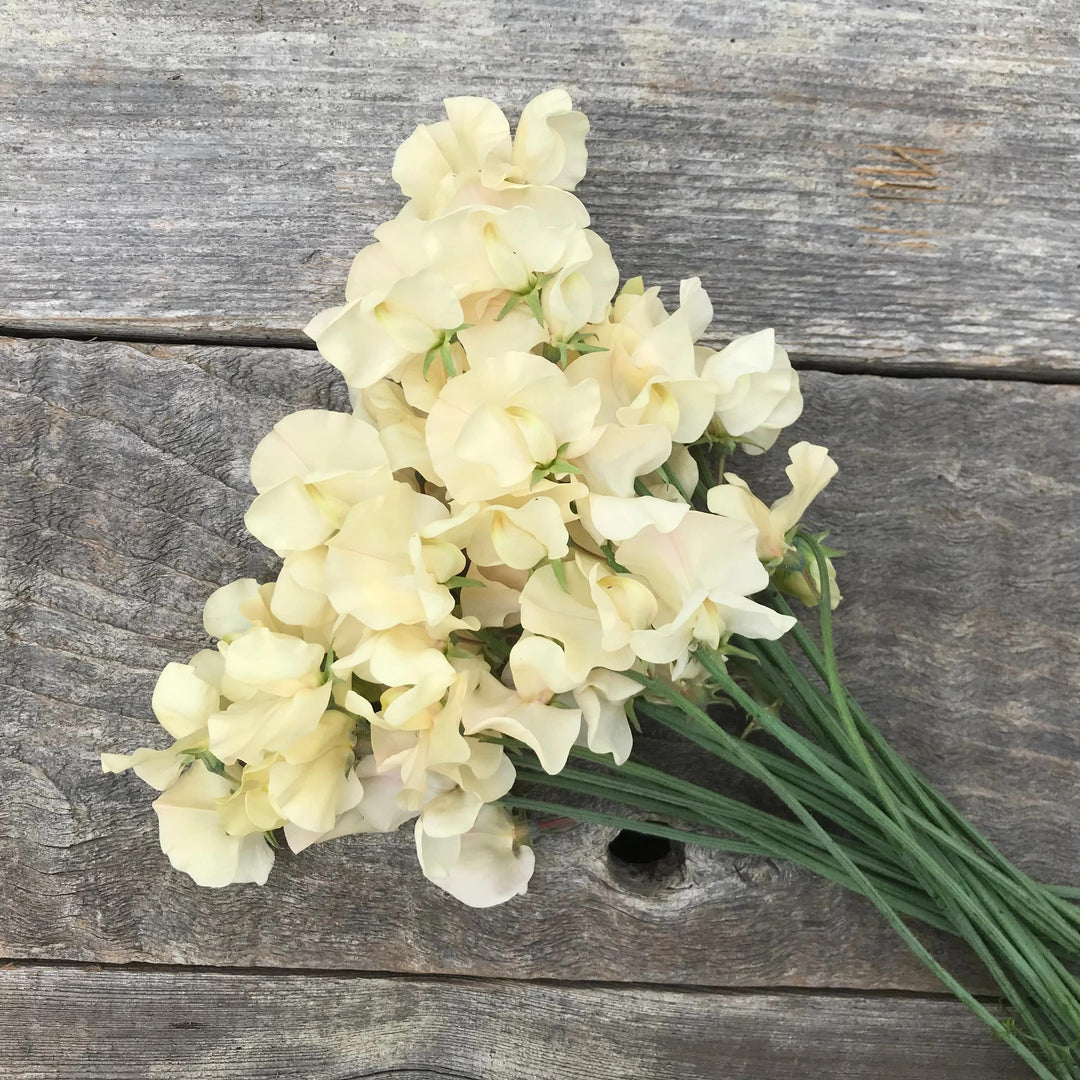 Cream Sweet Pea Flower Seeds for Planting – Heirloom, Non-GMO, Compact Growth, High Germination