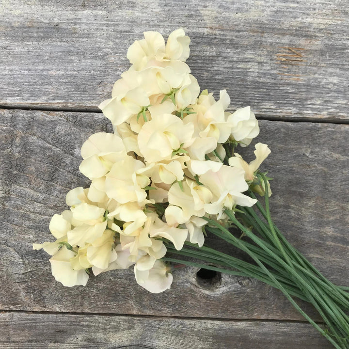 Cream Sweet Pea Flower Seeds for Planting – Heirloom, Non-GMO, Compact Growth, High Germination