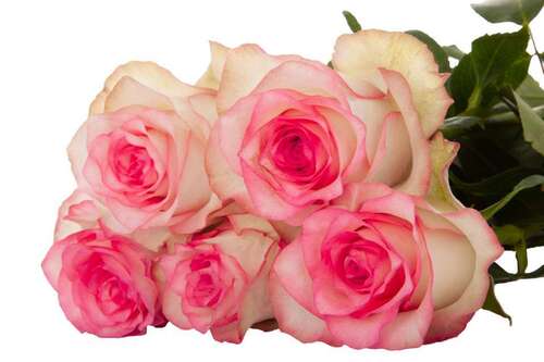 Light Red Holland Rose Flower Seeds for Planting - Heirloom, Non-GMO, High Germination Garden Seeds