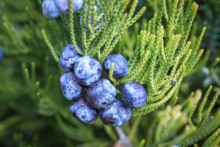 Juniper fruit seeds for planting - Heirloom & Non-GMO Garden seeds, flavorful berries for ornamental gardens