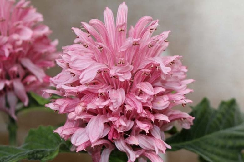 Plumed Flower seeds for Planting – Colorful Display, Heirloom, Non-GMO, High Germination Organic Garden Seeds