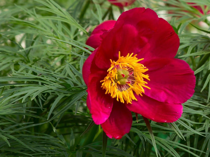 Siberian Rose Fernleaf Peony Flower Seeds for Planting - Shade Tolerant, Heirloom & GMO Free Seeds for Home Garden