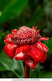 Red Etlingera Flower Seeds for Planting – Compact Growth, Heirloom & Non-GMO Seeds for Home Garden, 100pcs