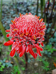 Red Etlingera Flower Seeds for Planting – Compact Growth, Heirloom & Non-GMO Seeds for Home Garden, 100pcs