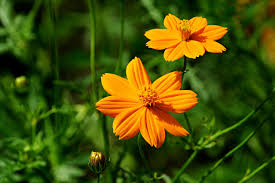 Orange Cosmos Flower Seeds for Planting – Long Bloom Season, Heirloom & Non-GMO Seeds for Home Garden, 100pcs