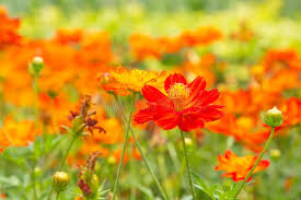 Orange Cosmos Flower Seeds for Planting – Long Bloom Season, Heirloom & Non-GMO Seeds for Home Garden, 100pcs