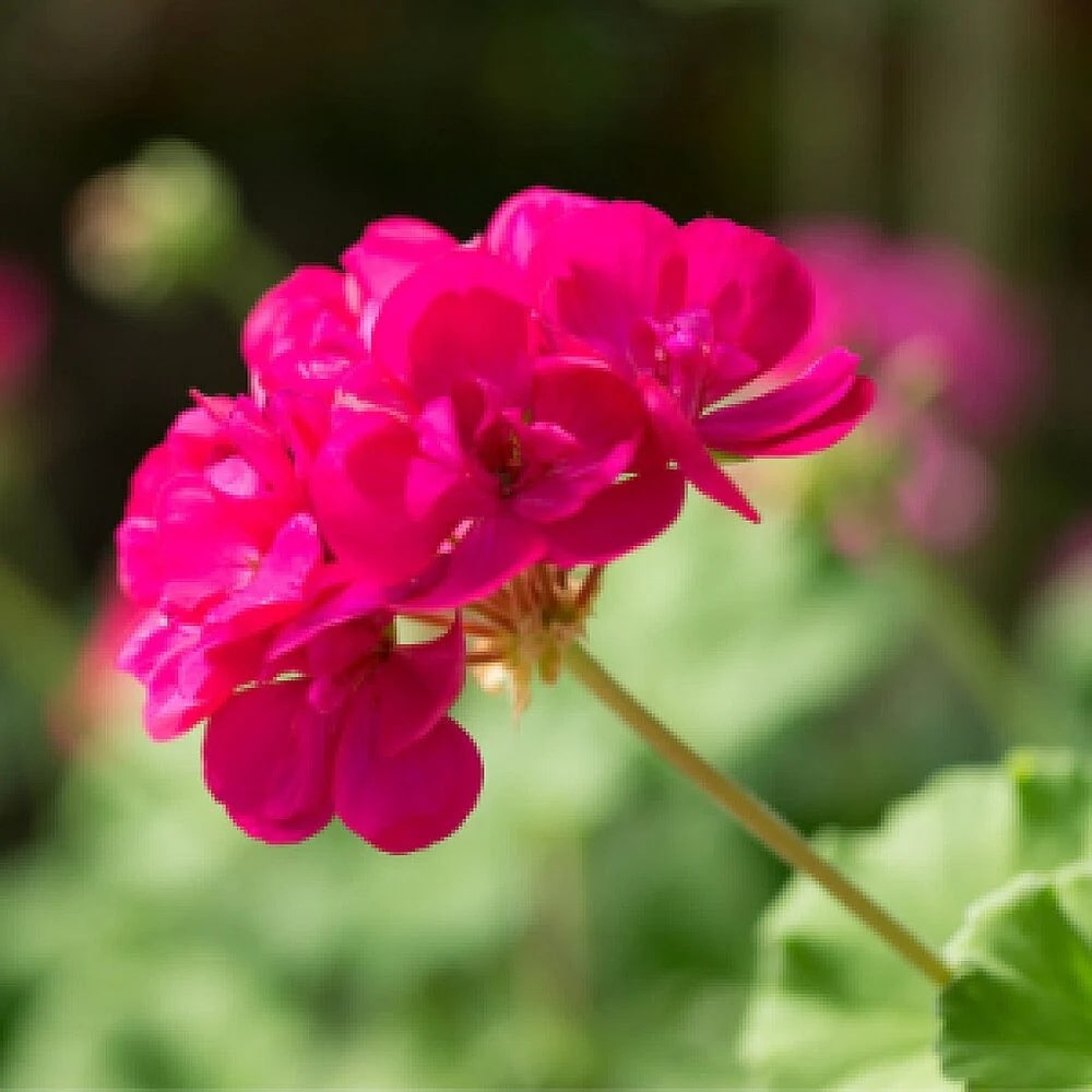 Pink Geranium Flores Perennial Flower Seeds for Planting – Heirloom, Non-GMO, Seasonal Bloomer Organic Seeds