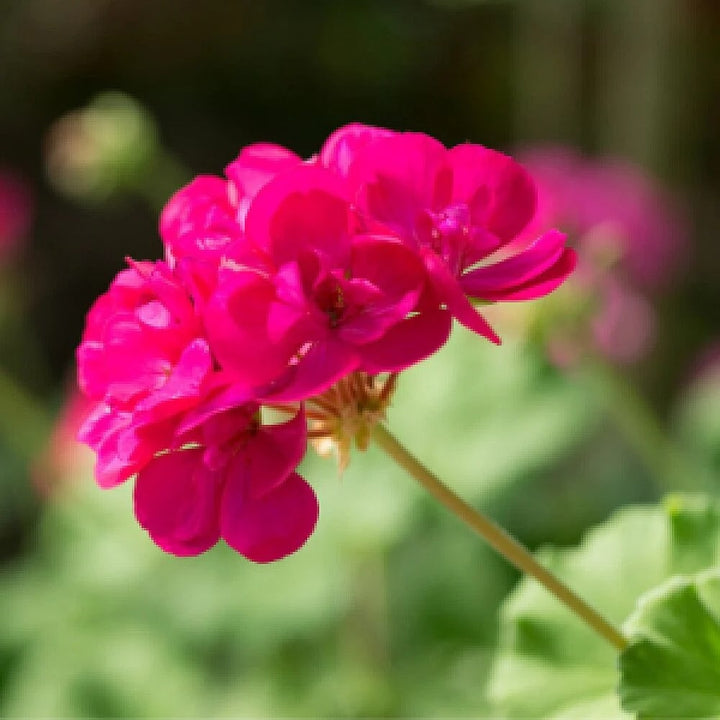 Pink Geranium Flores Perennial Flower Seeds for Planting – Heirloom, Non-GMO, Seasonal Bloomer Organic Seeds