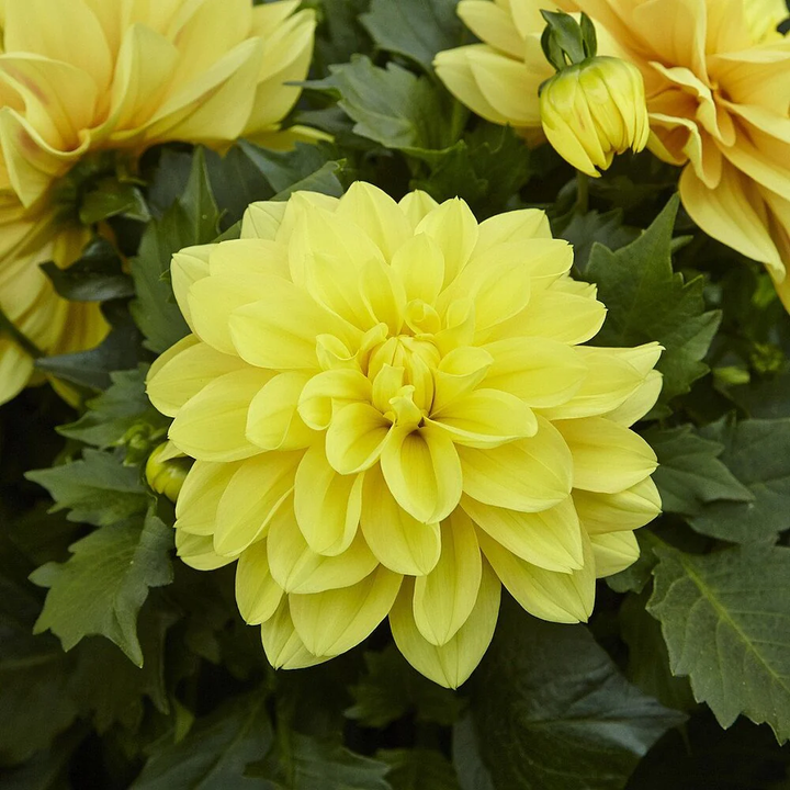 Yellow Dahlia Perennial Flower Seeds for Planting – Heirloom, Non-GMO, High Germination Organic Garden Seeds