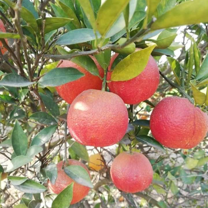 Red Lemon fruit seeds for planting - Heirloom & Non-GMO Garden seeds, bold citrus fruits for home growers