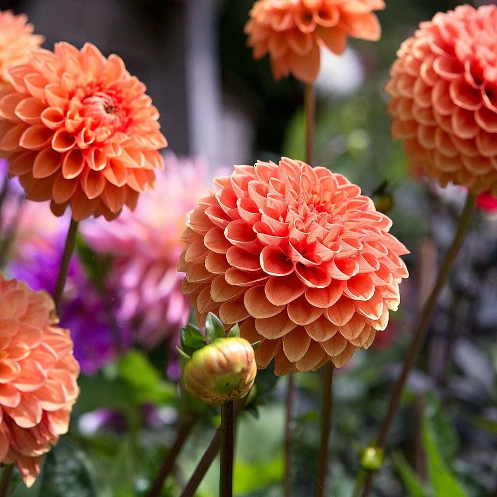 Orange Red Dahlia Flower Seeds for Planting - Heirloom, Non-GMO, High Germination Organic Garden Seeds