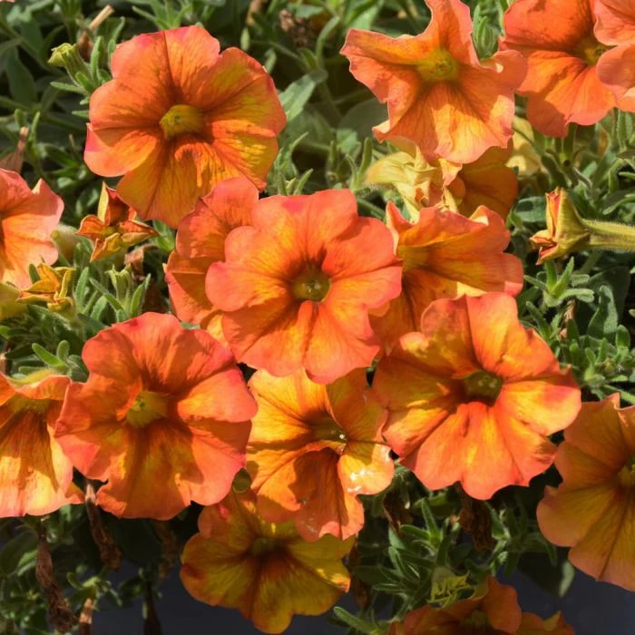 Orange Petunia Flower Seeds for Planting – Heirloom, Non-GMO, High Germination Organic Garden Seeds